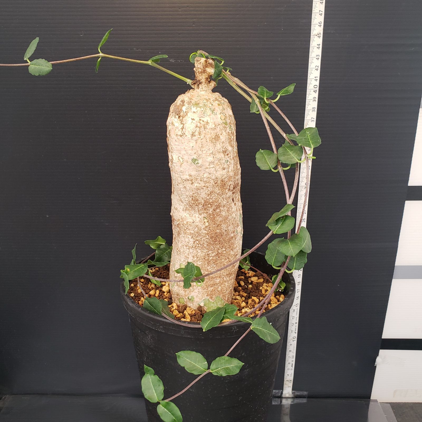 H446【自社養生株】フォッケア エデュリス（現地球・発根株・鉢植え