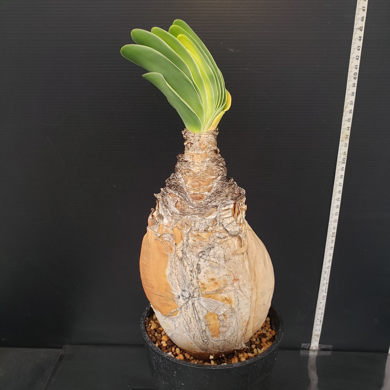 H448【自社養生株】ブーファン ハエマンソイデス（現地球・発根株