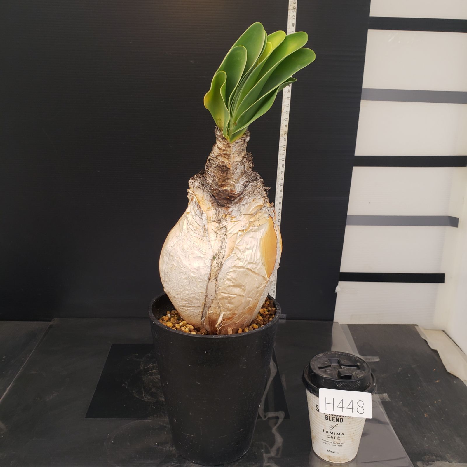 H448【自社養生株】ブーファン ハエマンソイデス（現地球・発根株