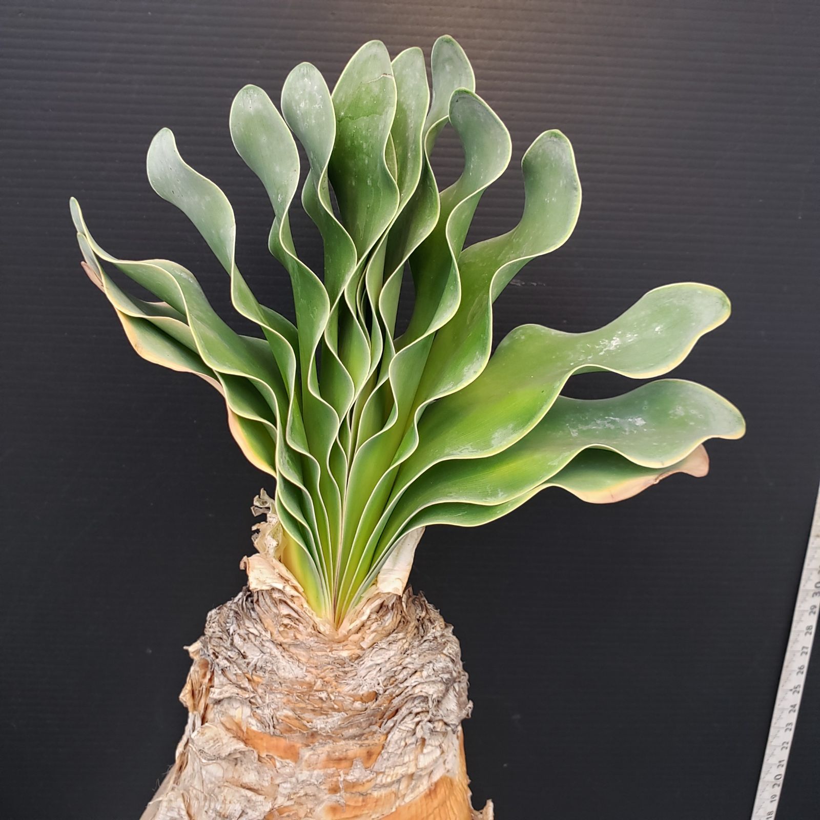 H449【自社養生株】ブーファン ハエマンソイデス（現地球・発根株