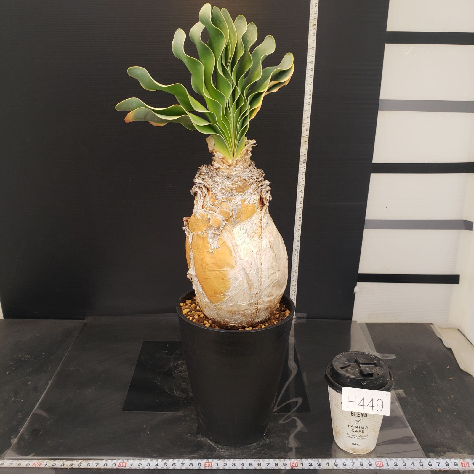 H449【自社養生株】ブーファン ハエマンソイデス（現地球・発根株