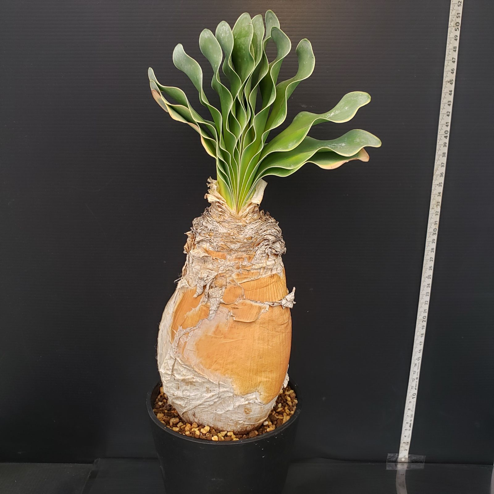 ブーファン　ハエマンソイデス　現地球 H449【自社養生株】ブーファン ハエマンソイデス（現地球・発根株