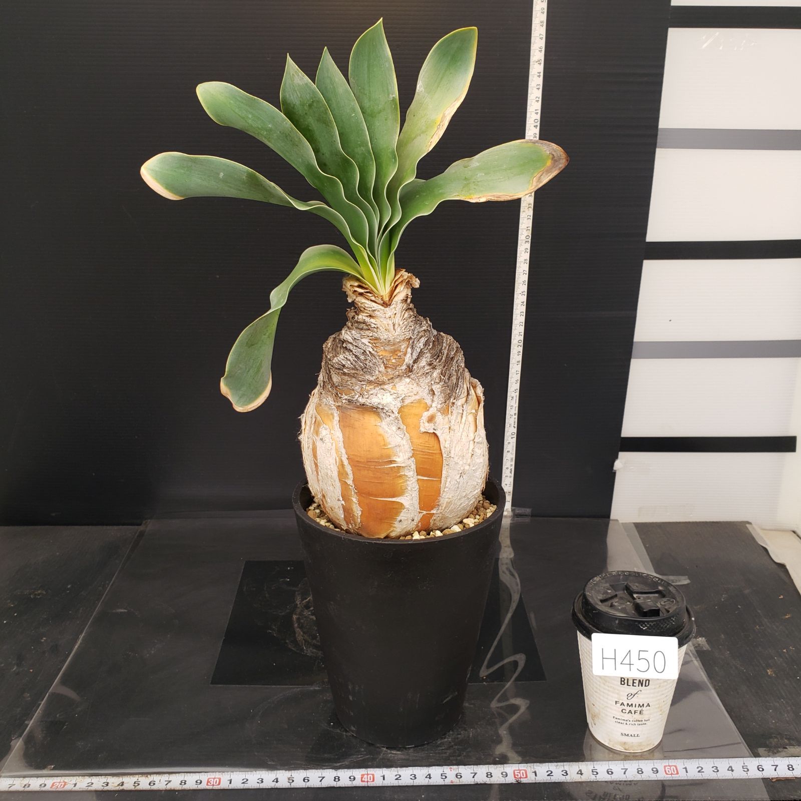 セ*道様 K14「球根植物」ブーファン ハエマンソイデス 産地株 20株 セ*道様 K14「球根植物」ブーファン ハエマンソイデス 産地株 20株