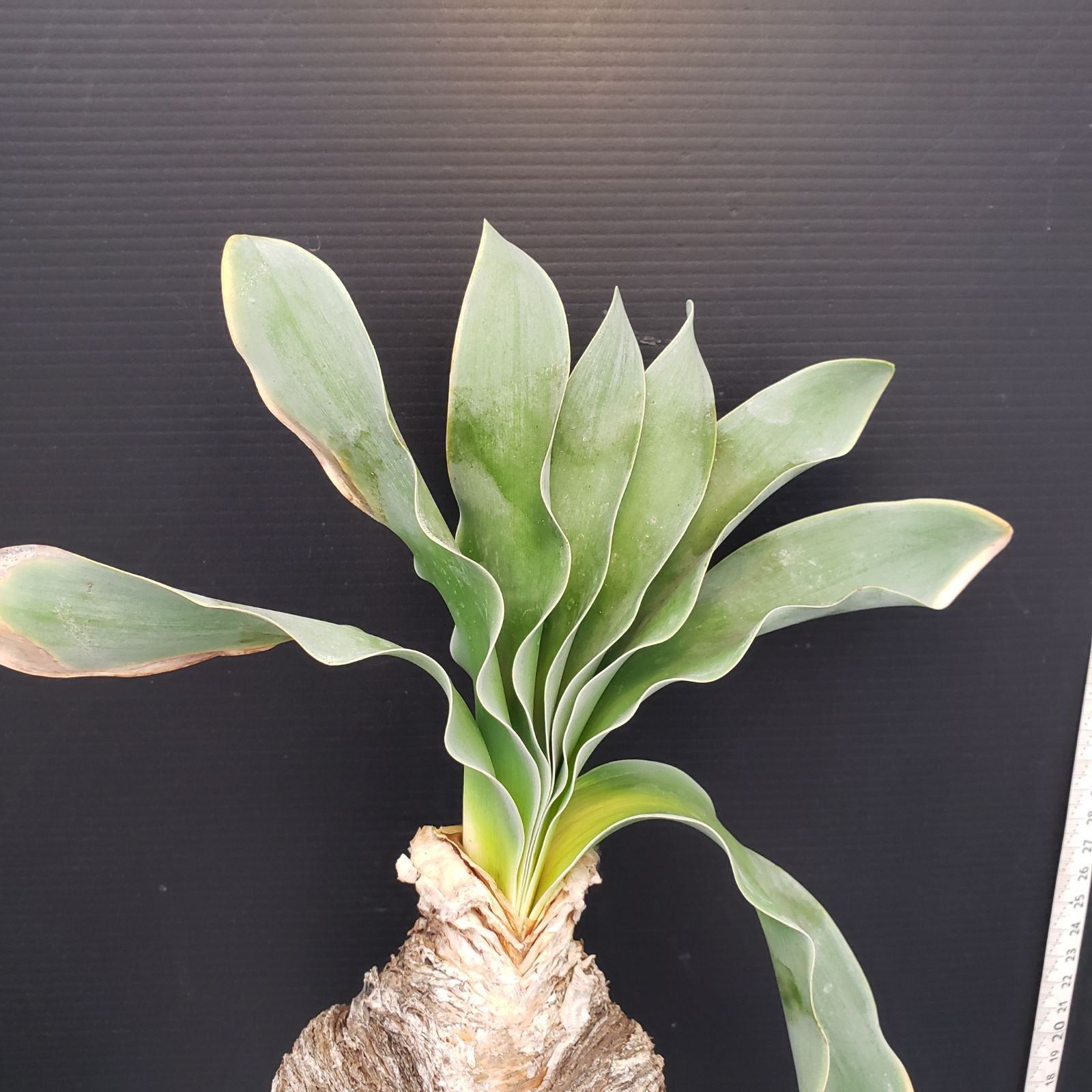 H450【自社養生株】ブーファン ハエマンソイデス（現地球・発根株