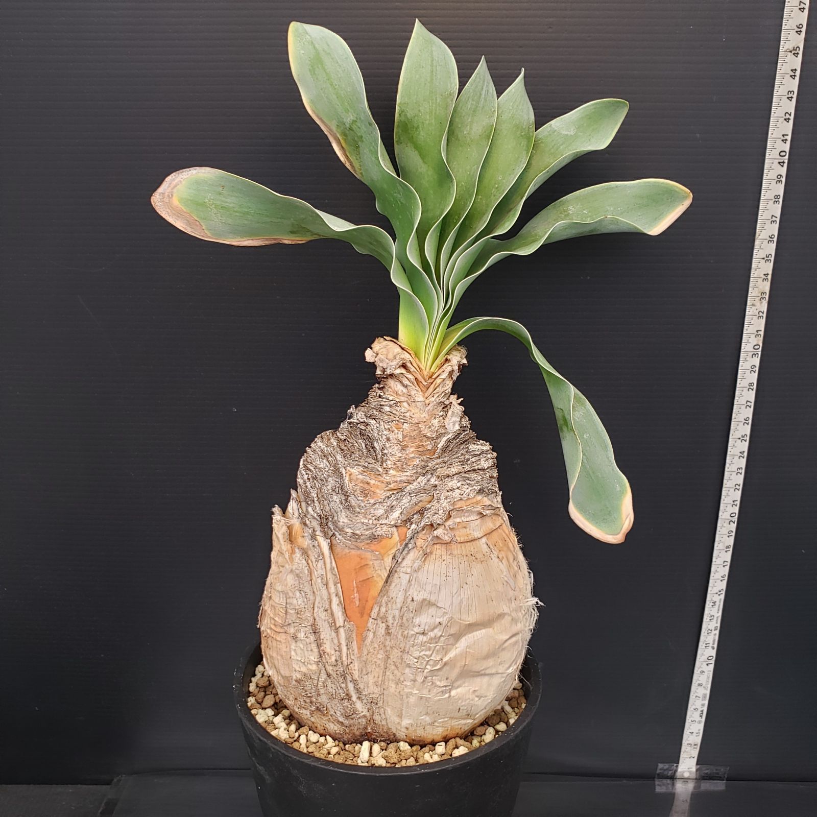 H450【自社養生株】ブーファン ハエマンソイデス（現地球・発根株