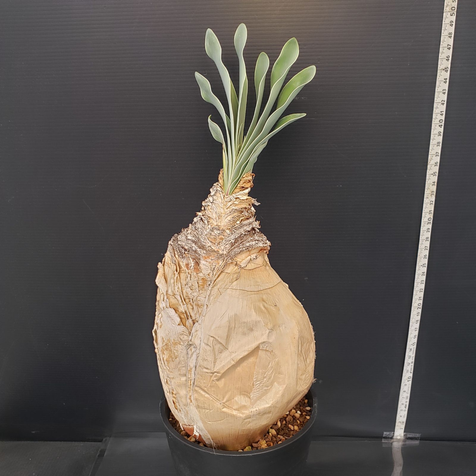 H451【自社養生株】ブーファン ハエマンソイデス（現地球・発根株