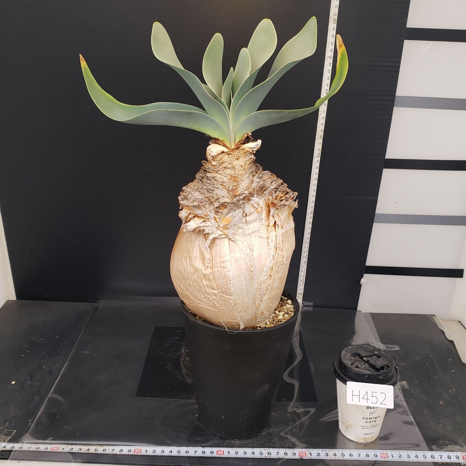 H452【自社養生株】ブーファン ハエマンソイデス（現地球・発根株