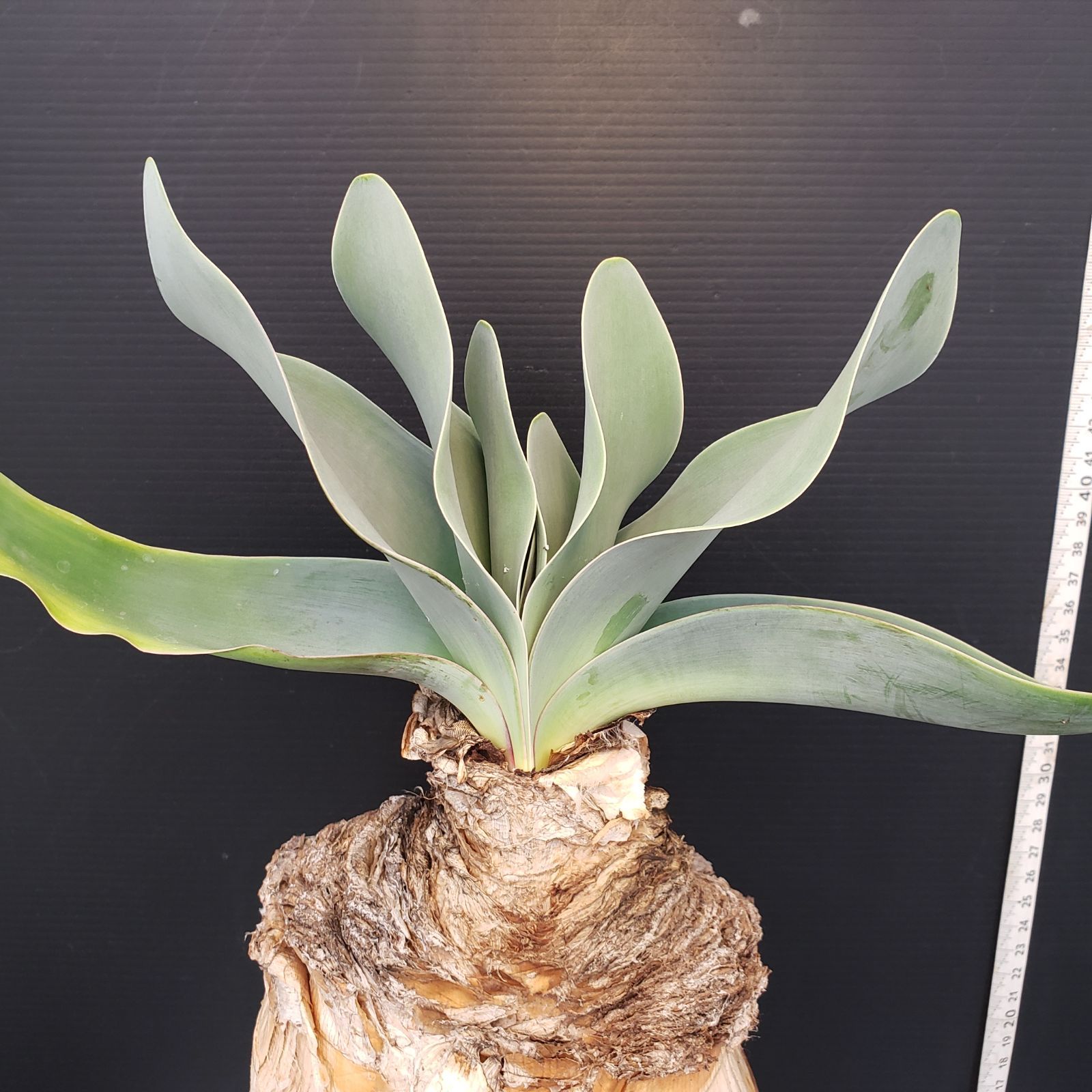 H452【自社養生株】ブーファン ハエマンソイデス（現地球・発根株