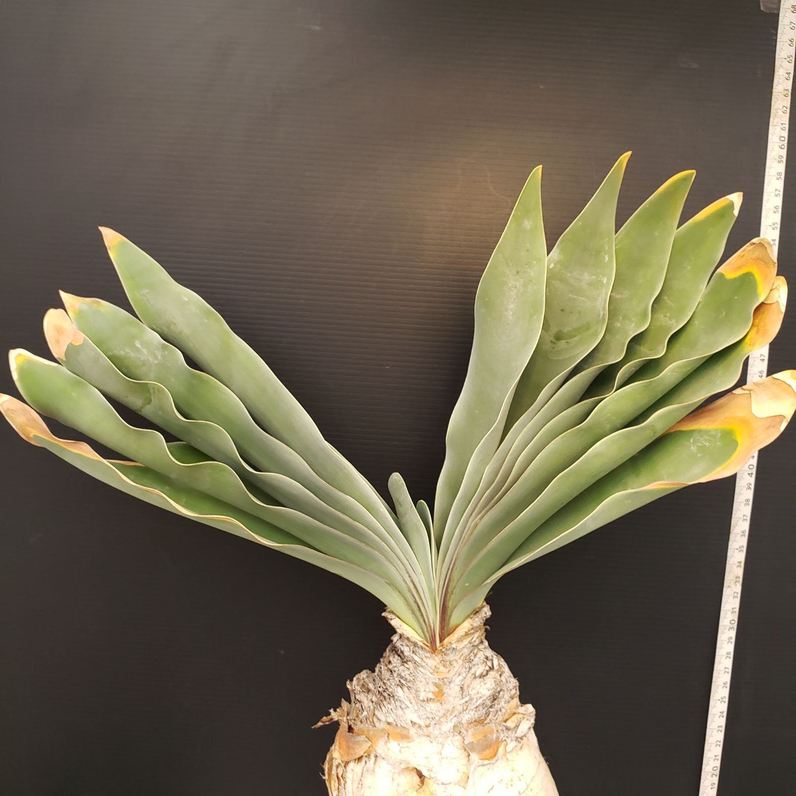 H453【自社養生株】ブーファン ハエマンソイデス（現地球・発根株