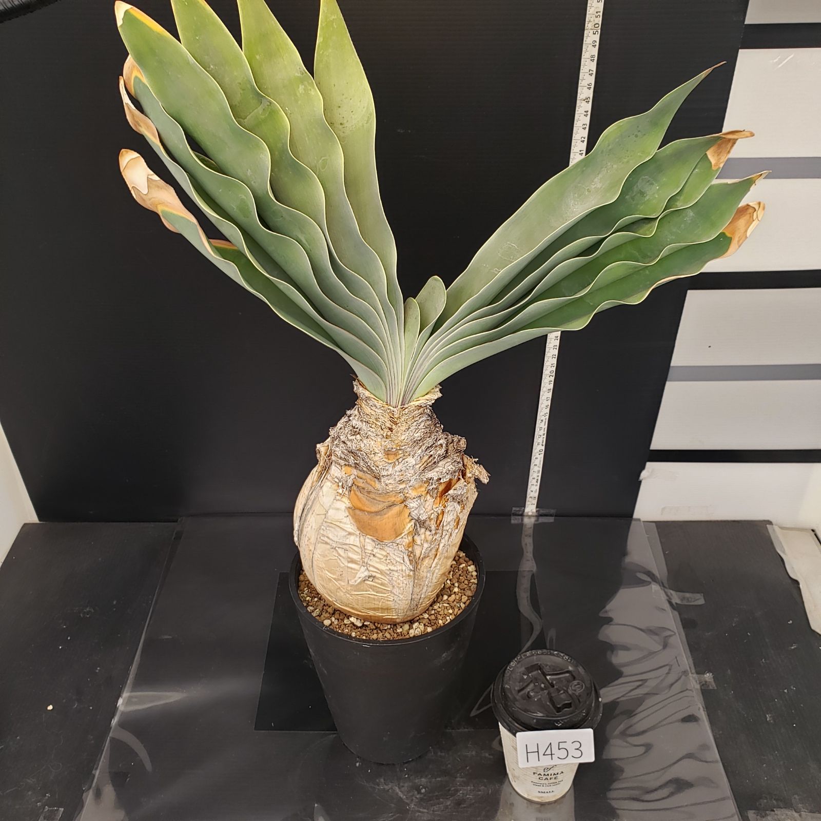 H453【自社養生株】ブーファン ハエマンソイデス（現地球・発根株