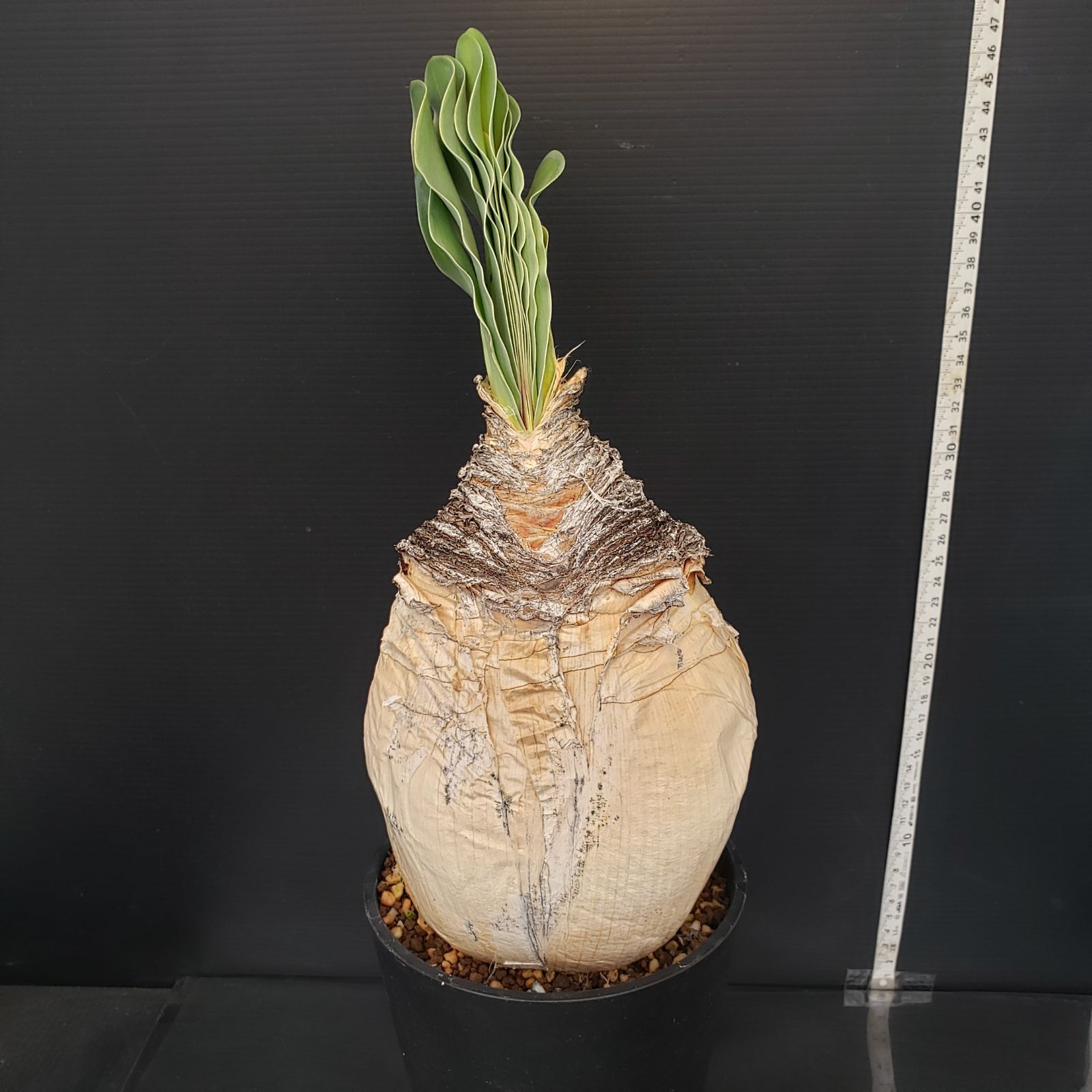 H454【自社養生株】ブーファン ハエマンソイデス（現地球・発根株