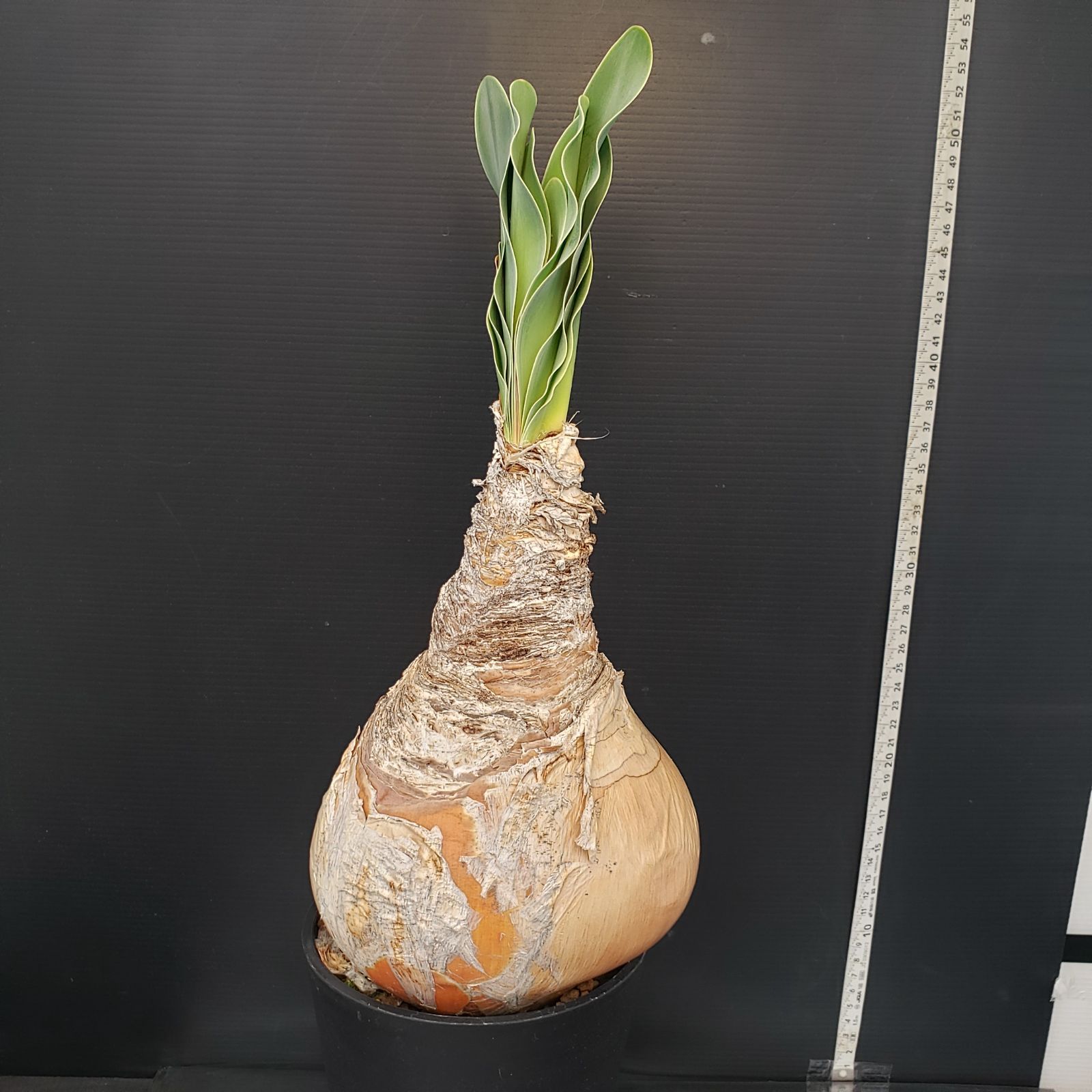 H455【自社養生株】ブーファン ハエマンソイデス（現地球・発根株