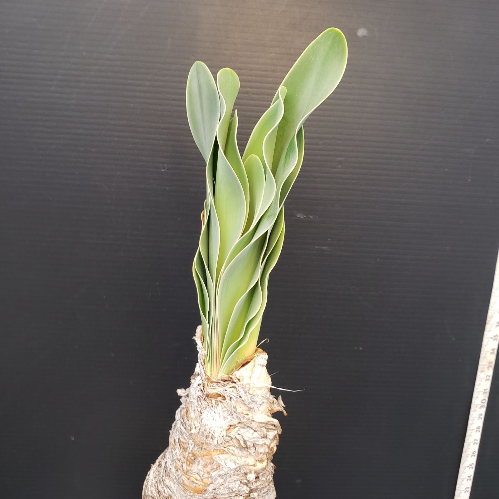 H455【自社養生株】ブーファン ハエマンソイデス（現地球・発根株