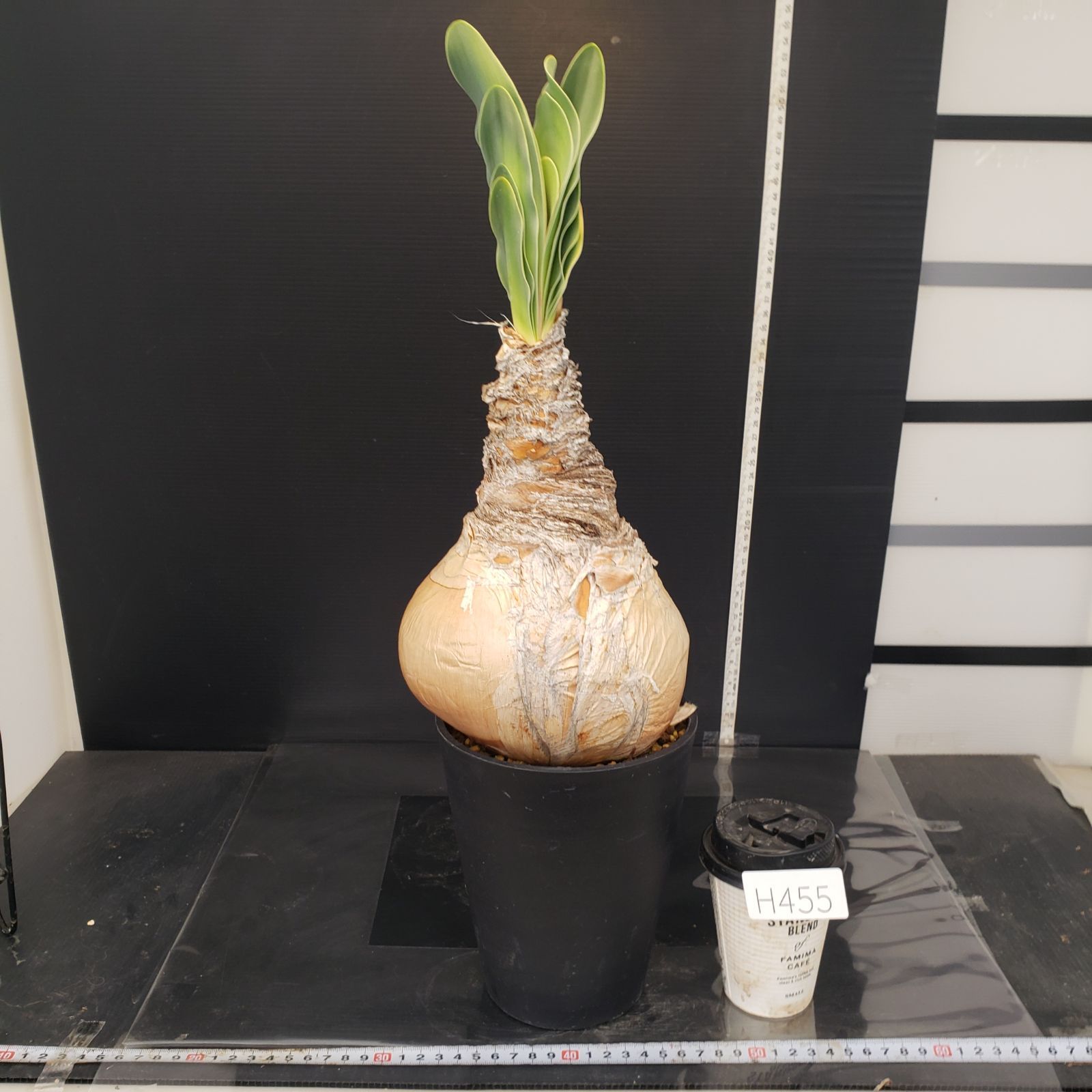 H455【自社養生株】ブーファン ハエマンソイデス（現地球・発根株