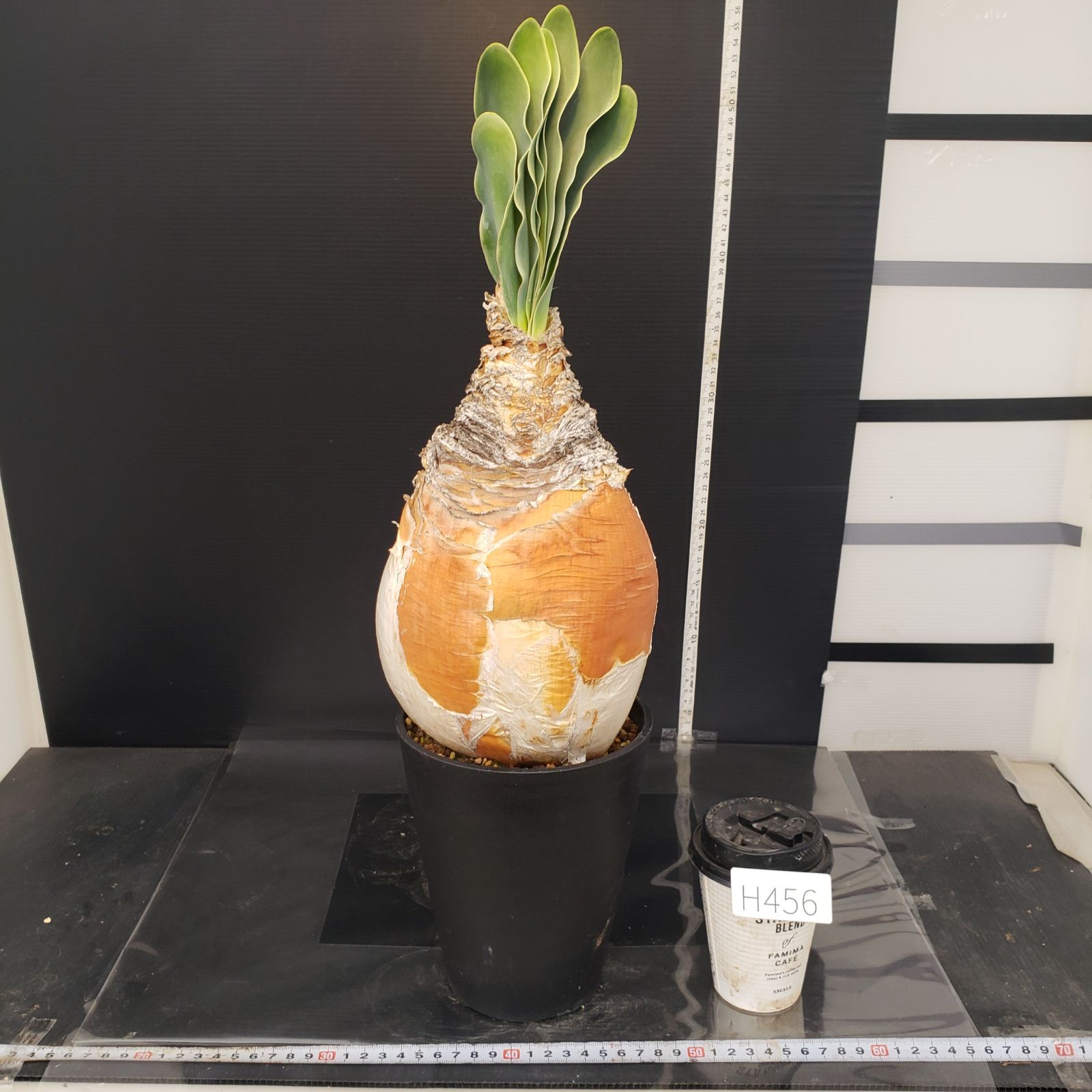 H456【自社養生株】ブーファン ハエマンソイデス（現地球・発根株