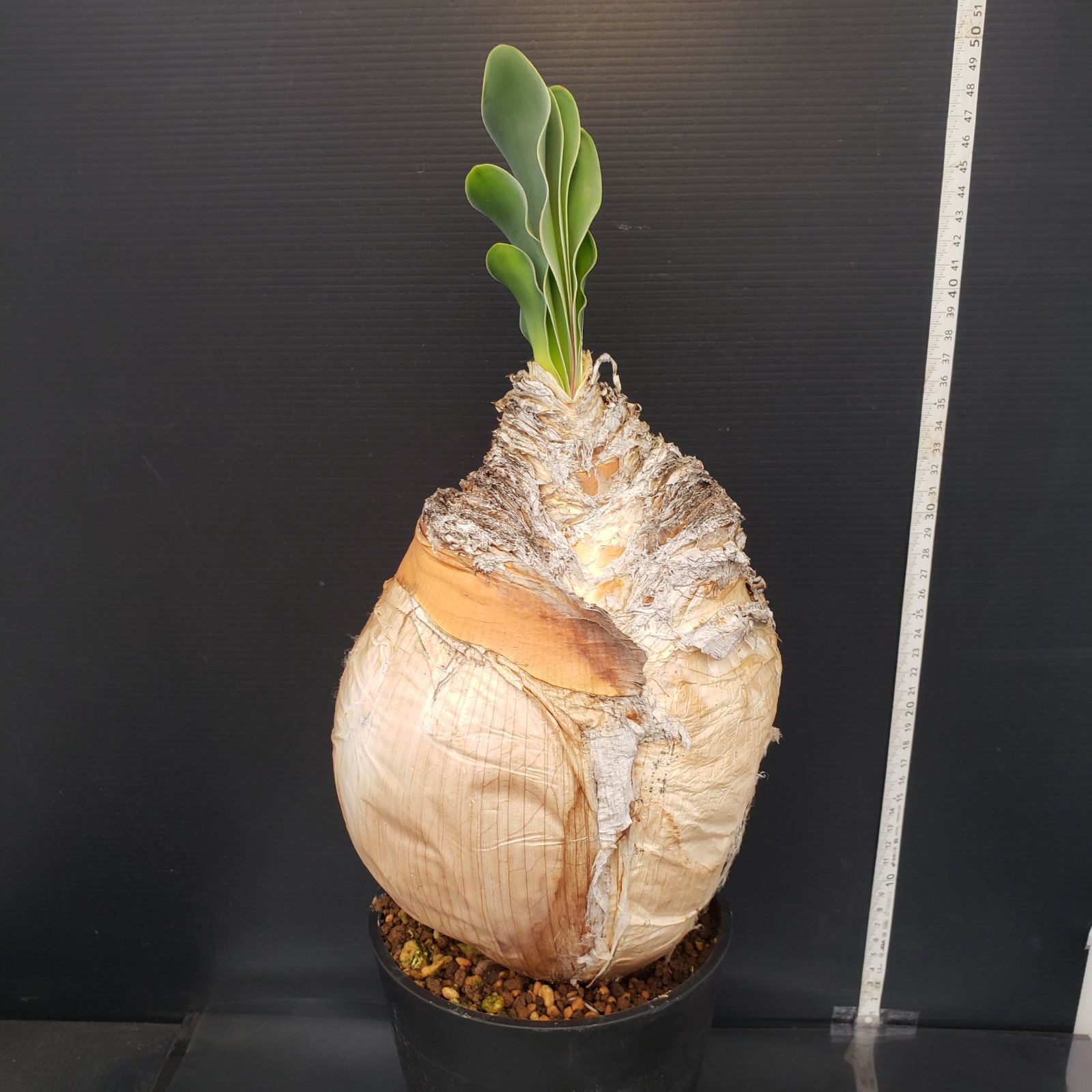 H457【自社養生株】ブーファン ハエマンソイデス（現地球・発根株