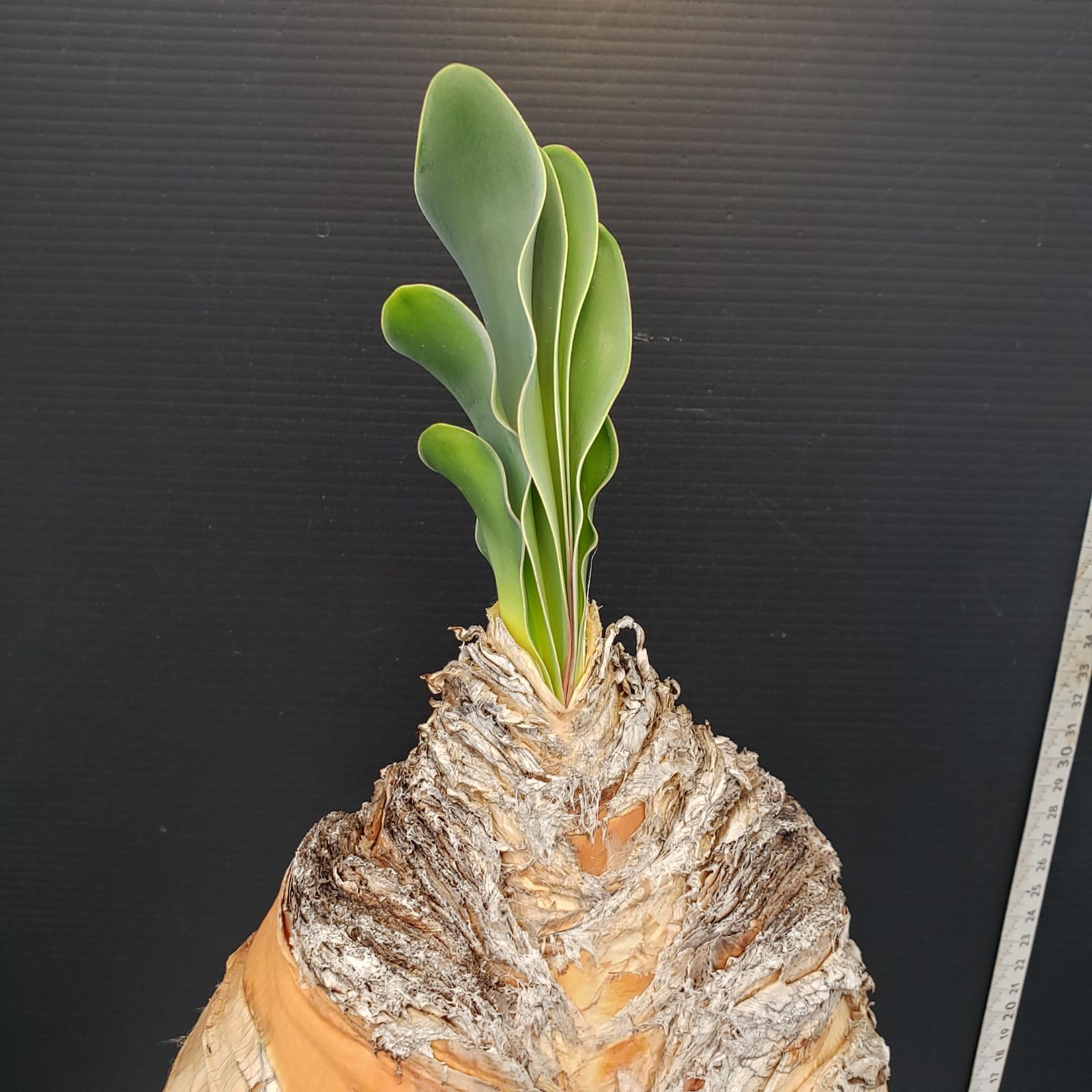 H457【自社養生株】ブーファン ハエマンソイデス（現地球・発根株