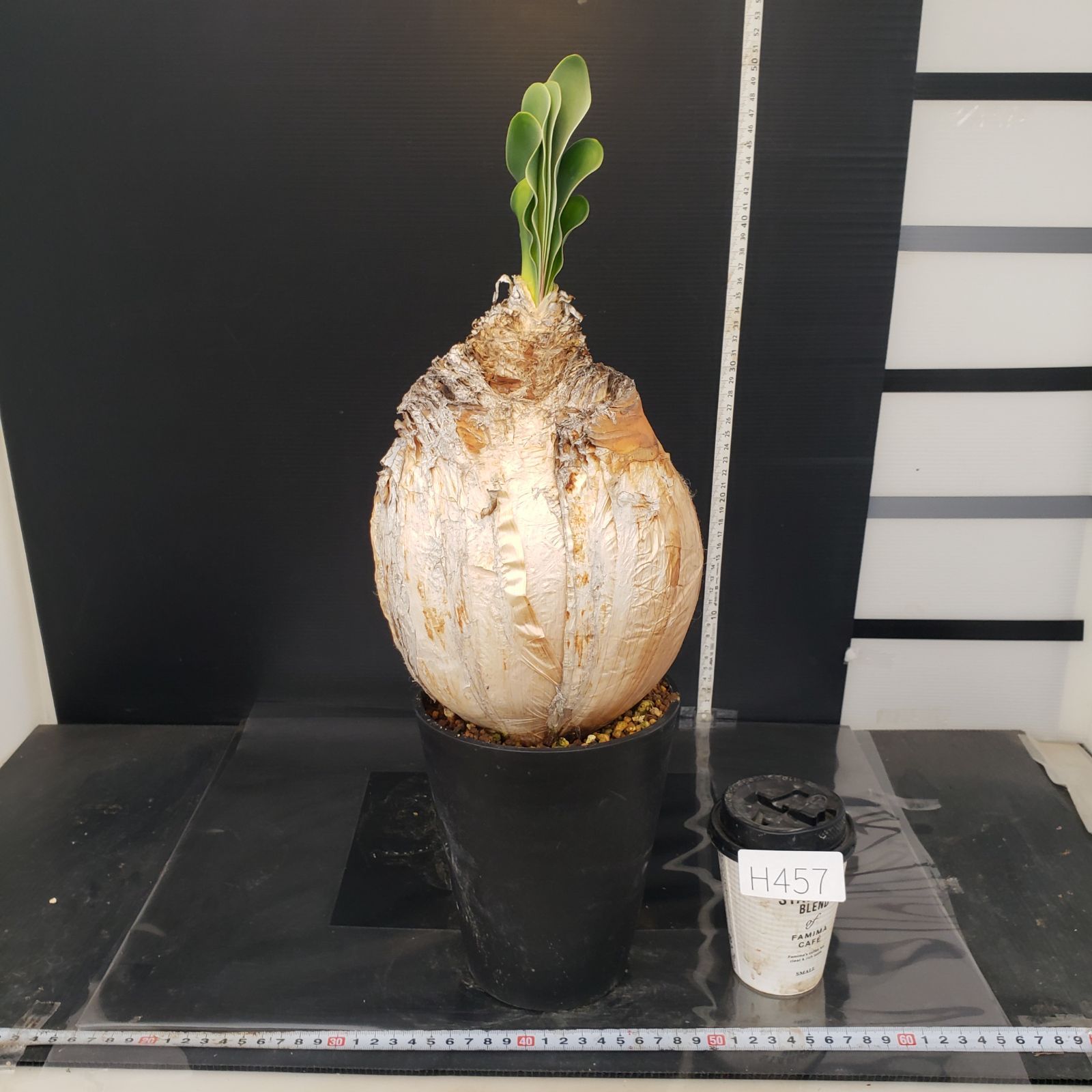 H457【自社養生株】ブーファン ハエマンソイデス（現地球・発根株
