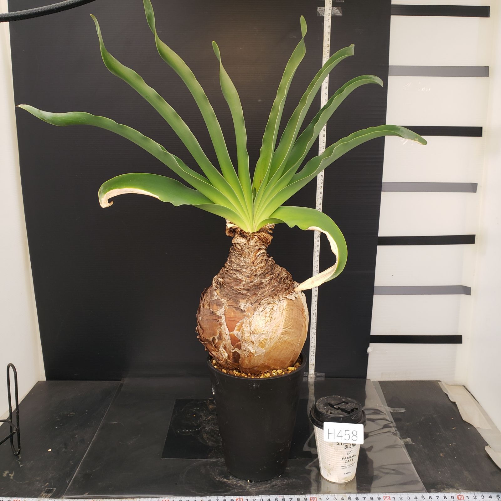 H458【自社養生株】ブーファン ハエマンソイデス（現地球・発根株