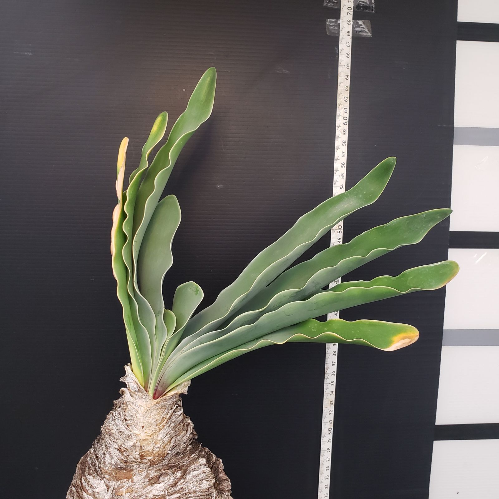 H459【自社養生株】ブーファン ハエマンソイデス（現地球・発根株