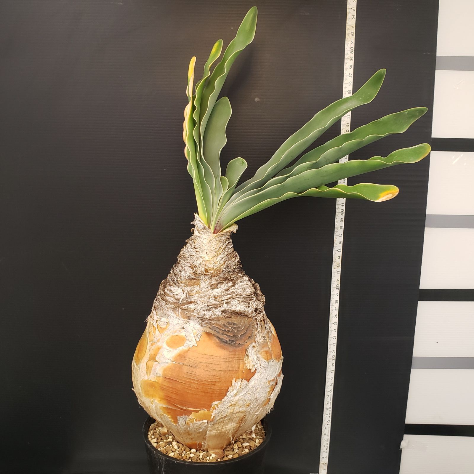 H459【自社養生株】ブーファン ハエマンソイデス（現地球・発根株