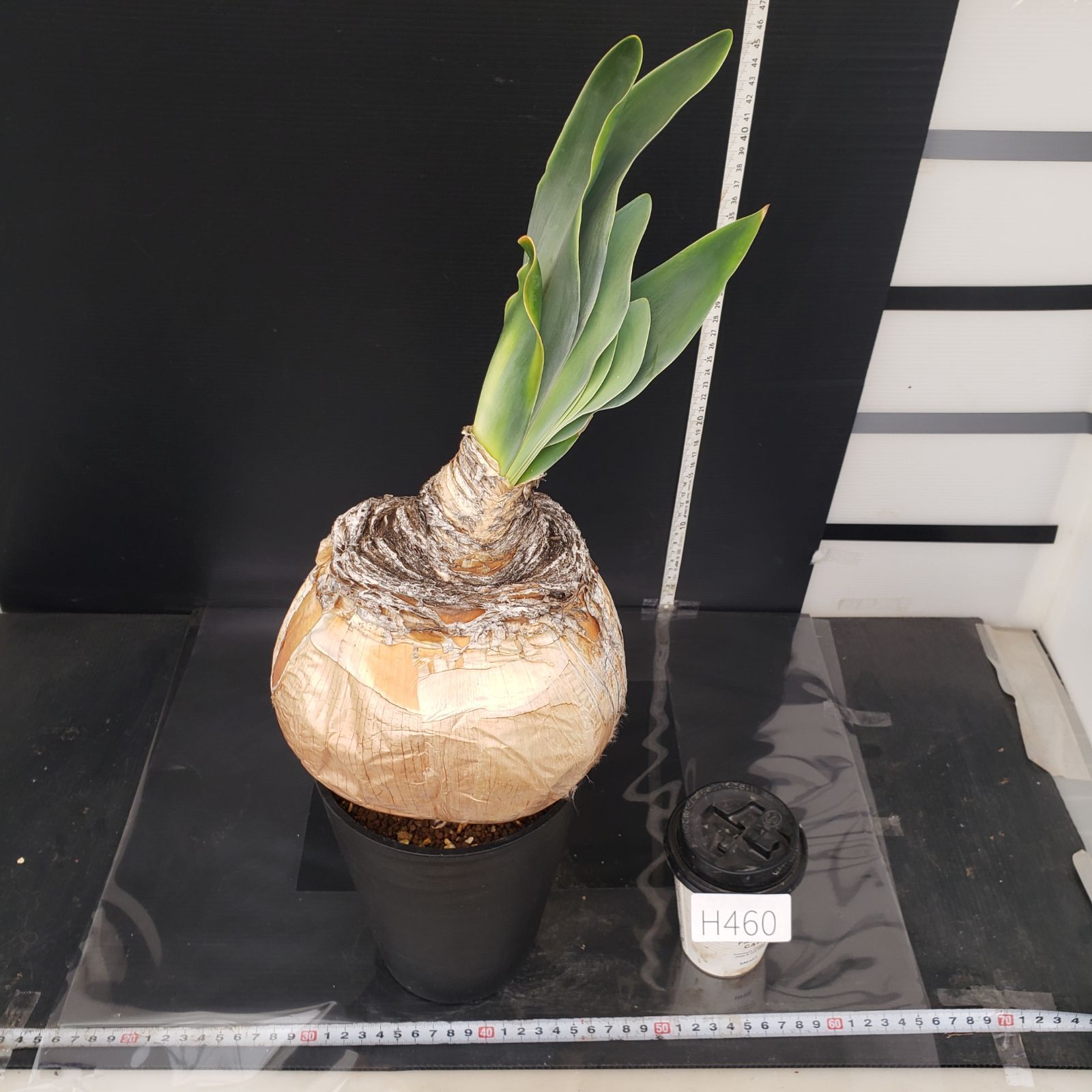 H460【自社養生株】ブーファン ハエマンソイデス（現地球・発根株