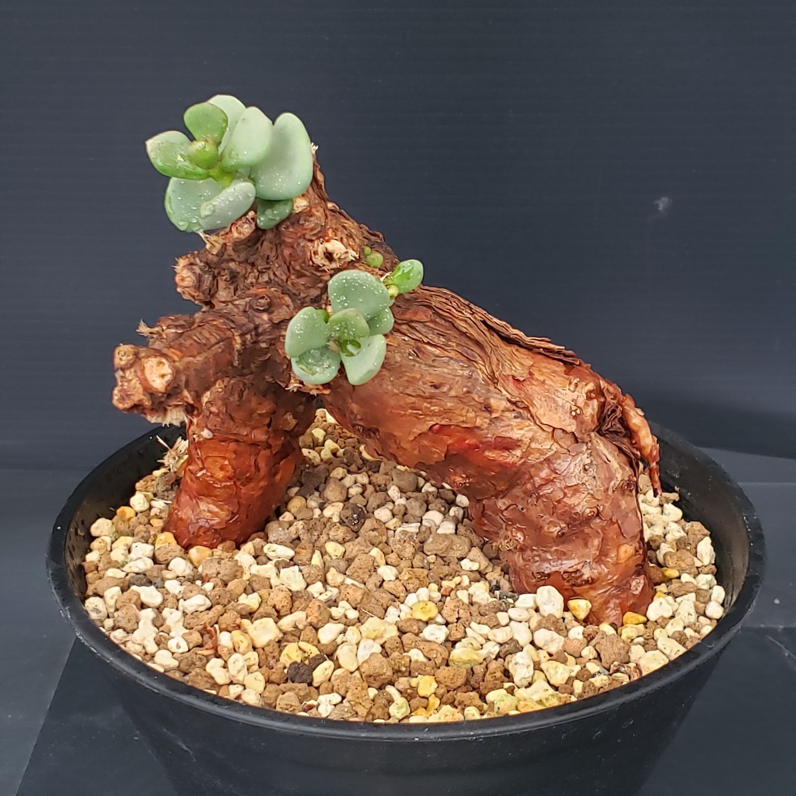 ストア ホットトイズ スターロード