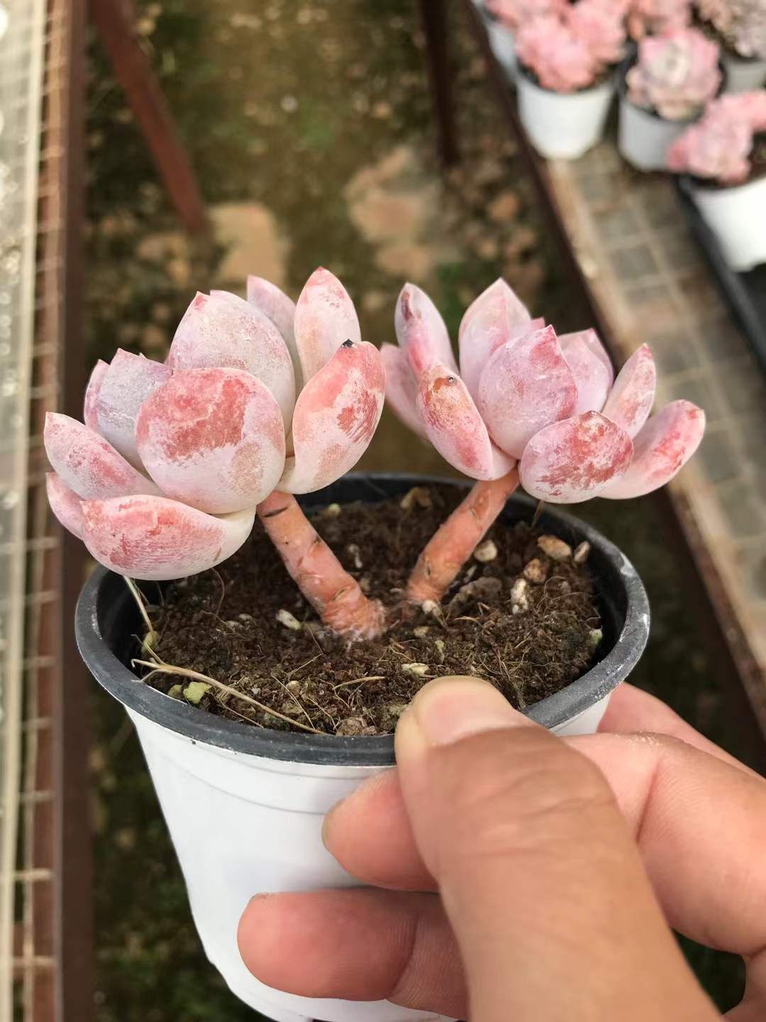 観葉植物 発売中 スタージェイド2頭 18株 抜き苗 美苗 エケベリア 多肉 