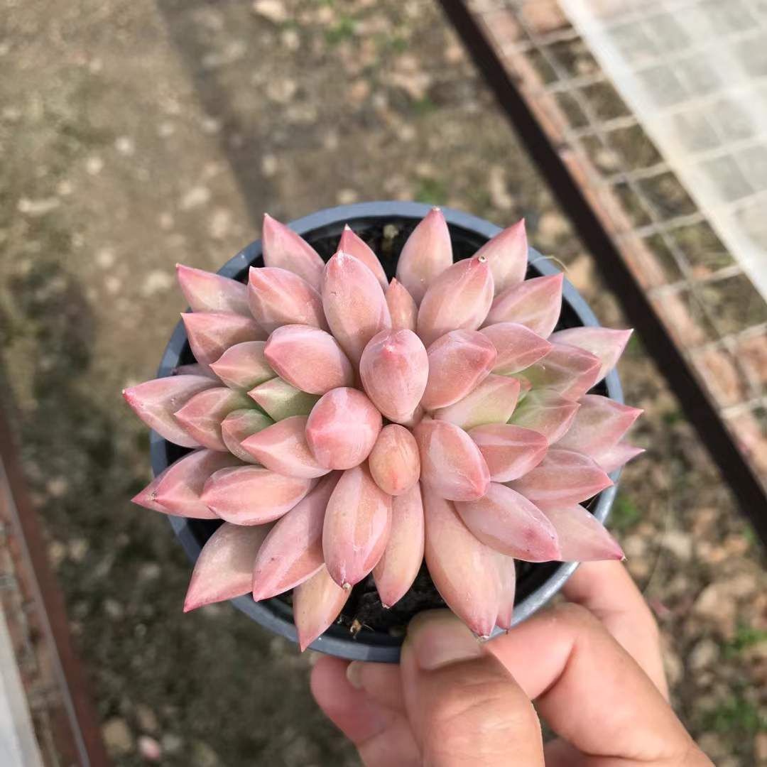 オープン記念セール クリスタルボール 18株 抜き苗 美苗 エケベリア