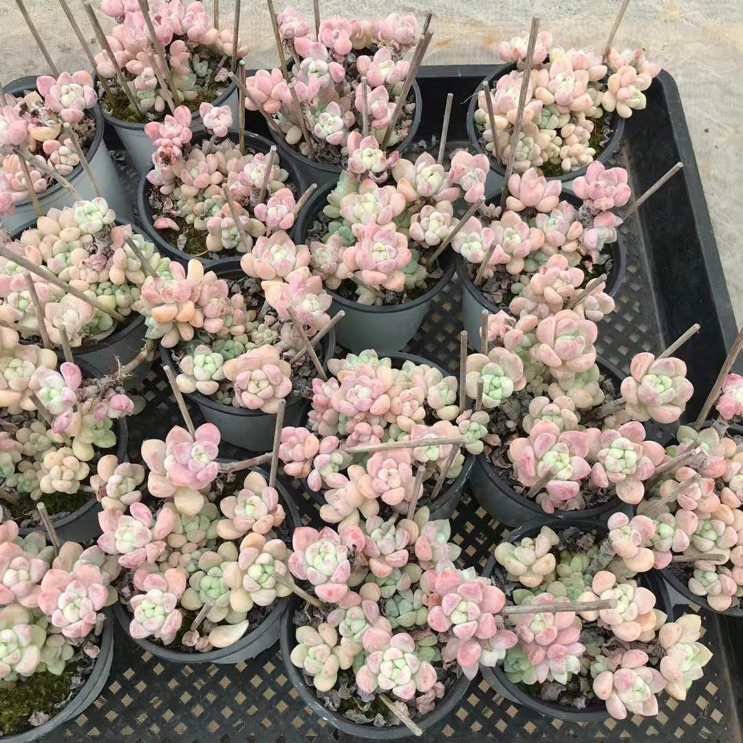 オープン記念セール キャビア 6株 抜き苗 クリアランス 美苗