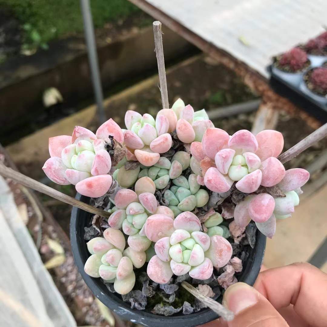 オープン記念セール プーチピンク 32株 抜き苗 美苗 エケベリア 多肉