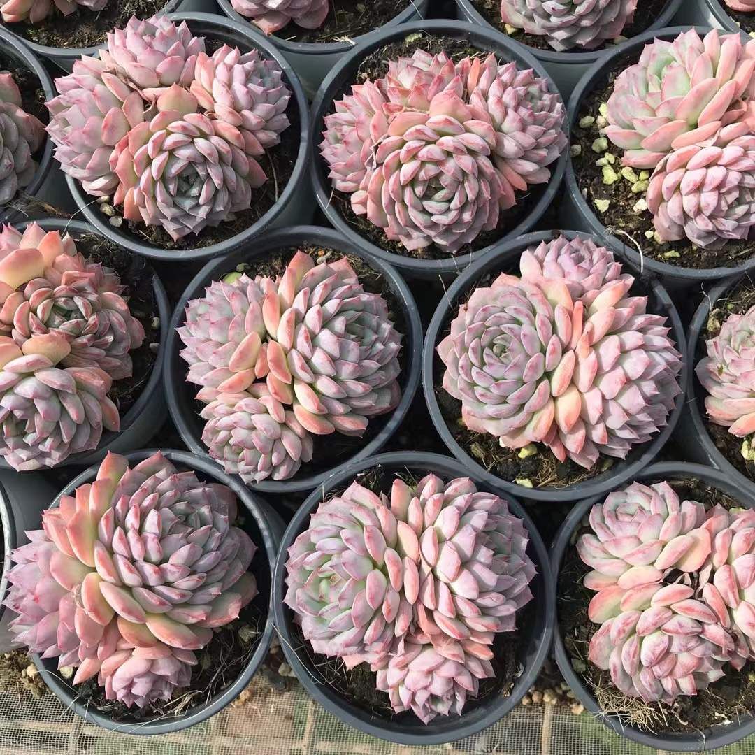 オープン記念セール 良い 砂漠ローズ(3頭～4頭) 18株 抜き苗 美苗