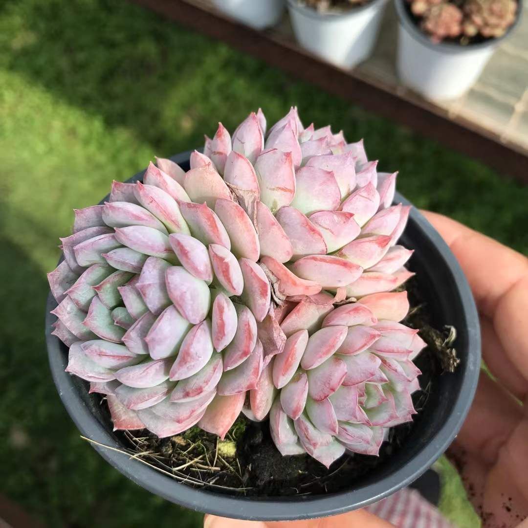 オープン記念セール 良い 砂漠ローズ(3頭～4頭) 18株 抜き苗 美苗