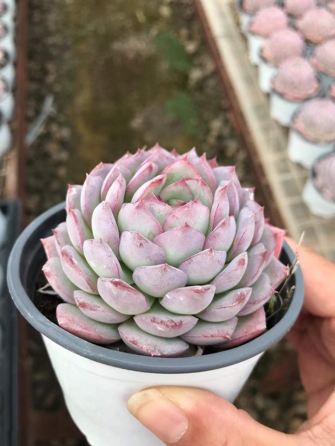 PARTERRE / アンナ 15%OFF多肉植物☆エケベリア「アンナローズ