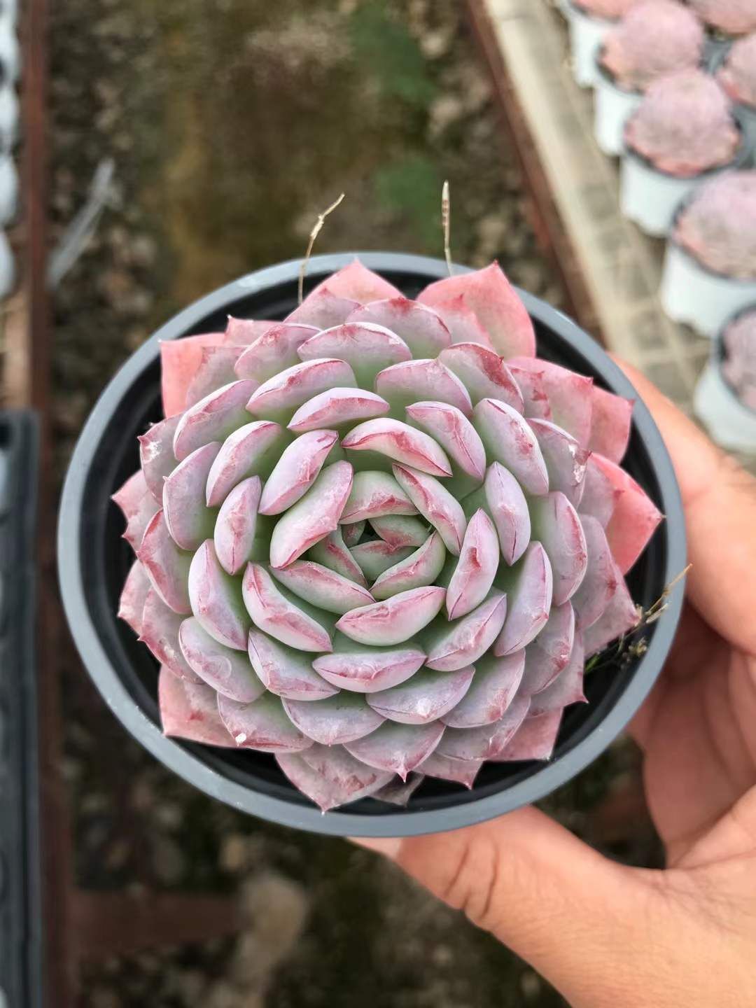 オープン記念セール 良い 砂漠ローズ(3頭～4頭) 18株 抜き苗 美苗