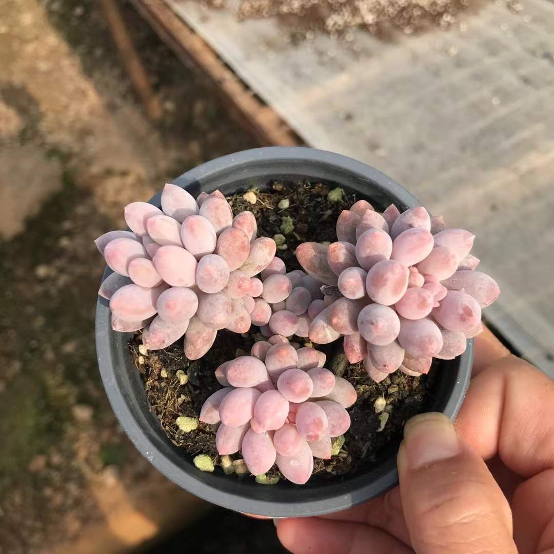 オープン記念セール ベビーフィンガー3頭 18株 抜き苗 美苗 エケベリア