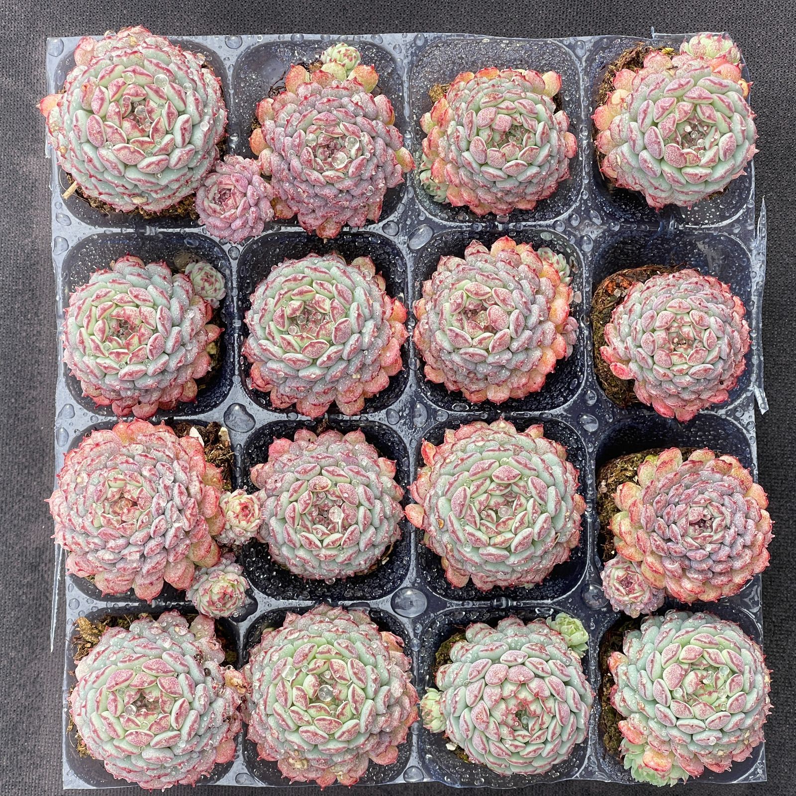 大人気セット 小紅船 MZ4×16株 土付き 詰め合わせ 韓国苗 多肉植物