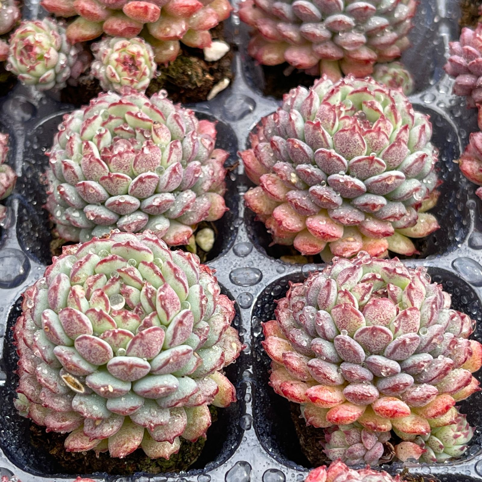 大人気セット 小紅船 MZ4×16株 土付き 詰め合わせ 韓国苗 多肉植物