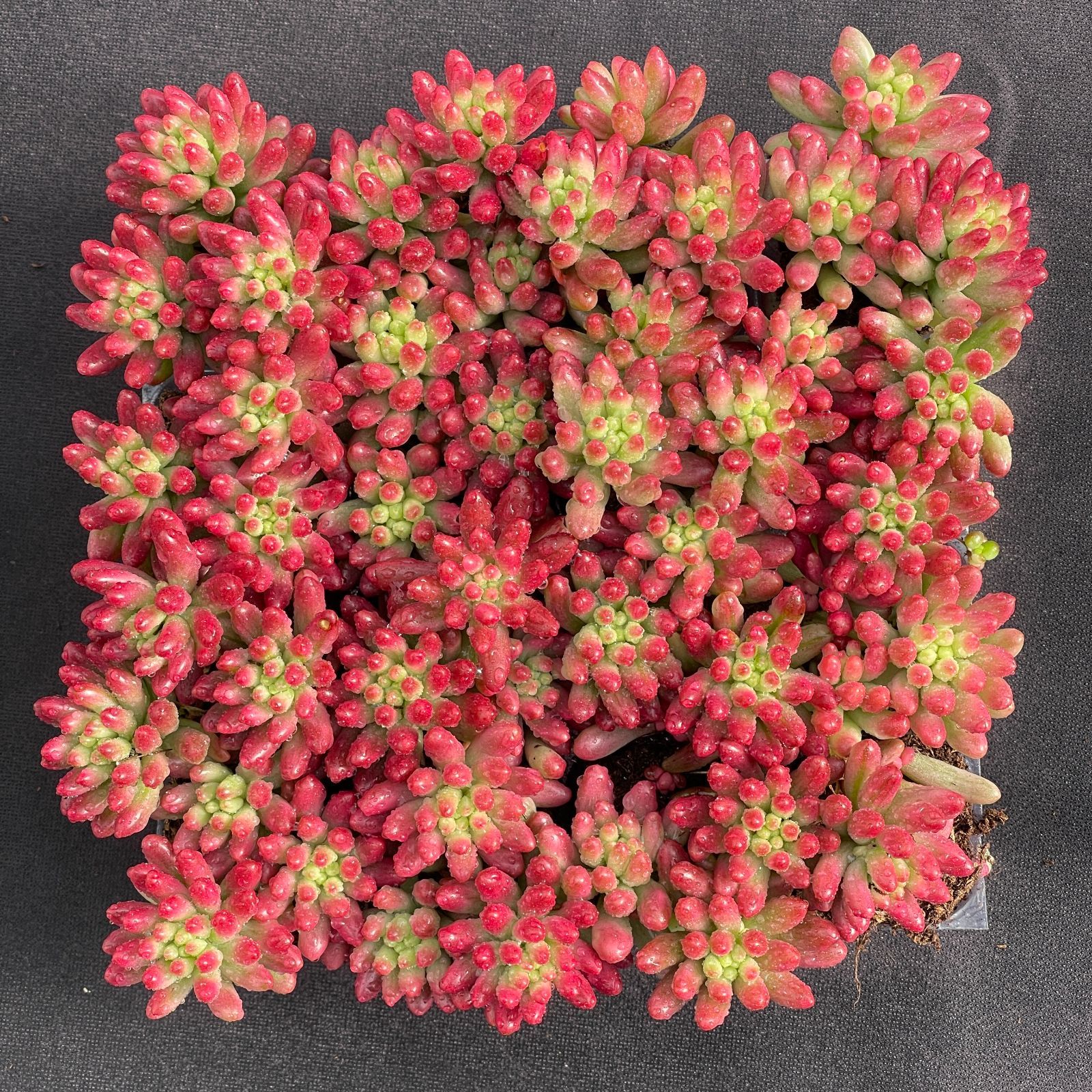 大人気セット 虹の玉錦 MZ5×16株 土付き 詰め合わせ 韓国苗 多肉植物