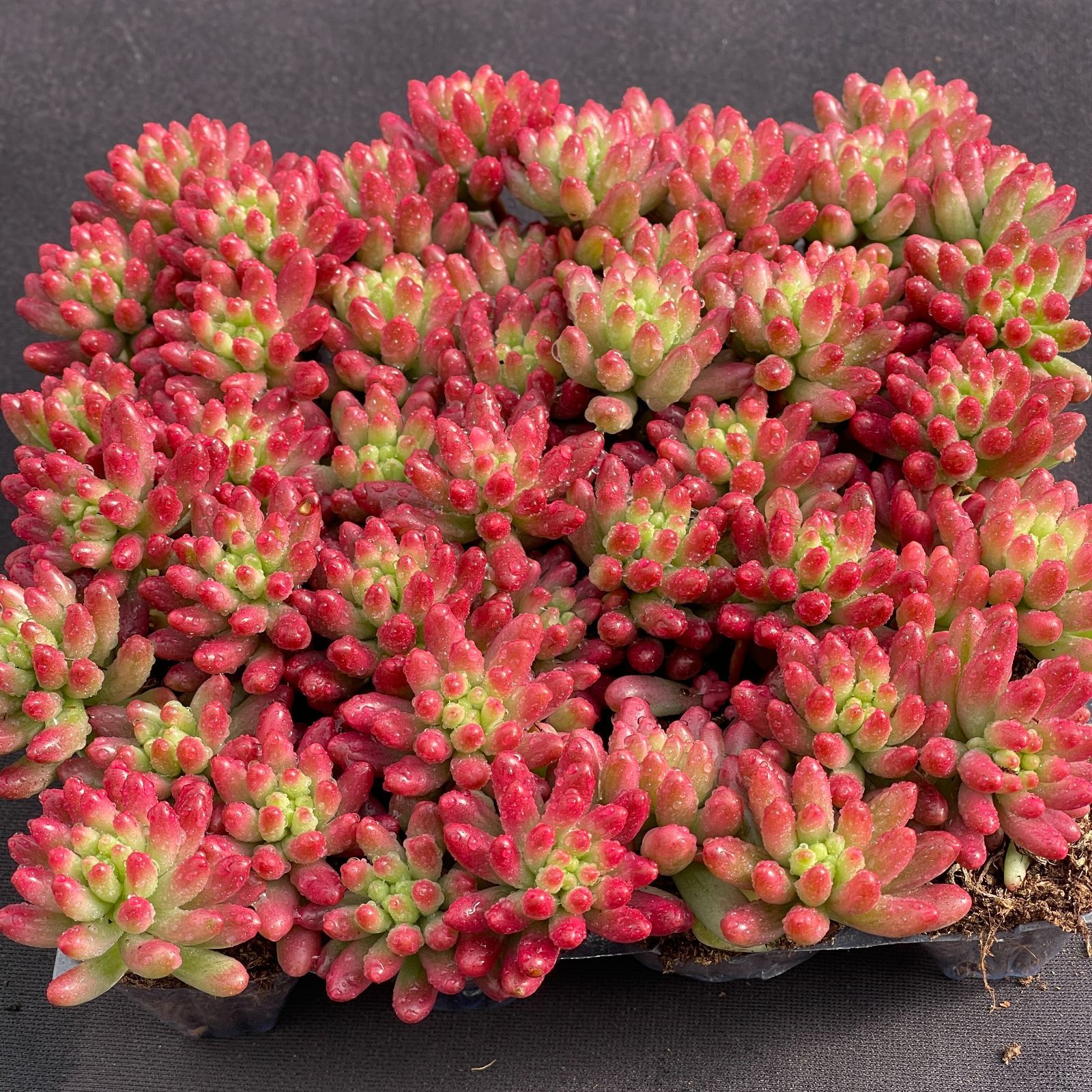 大人気セット 虹の玉錦 MZ5×16株 土付き 詰め合わせ 韓国苗 多肉植物