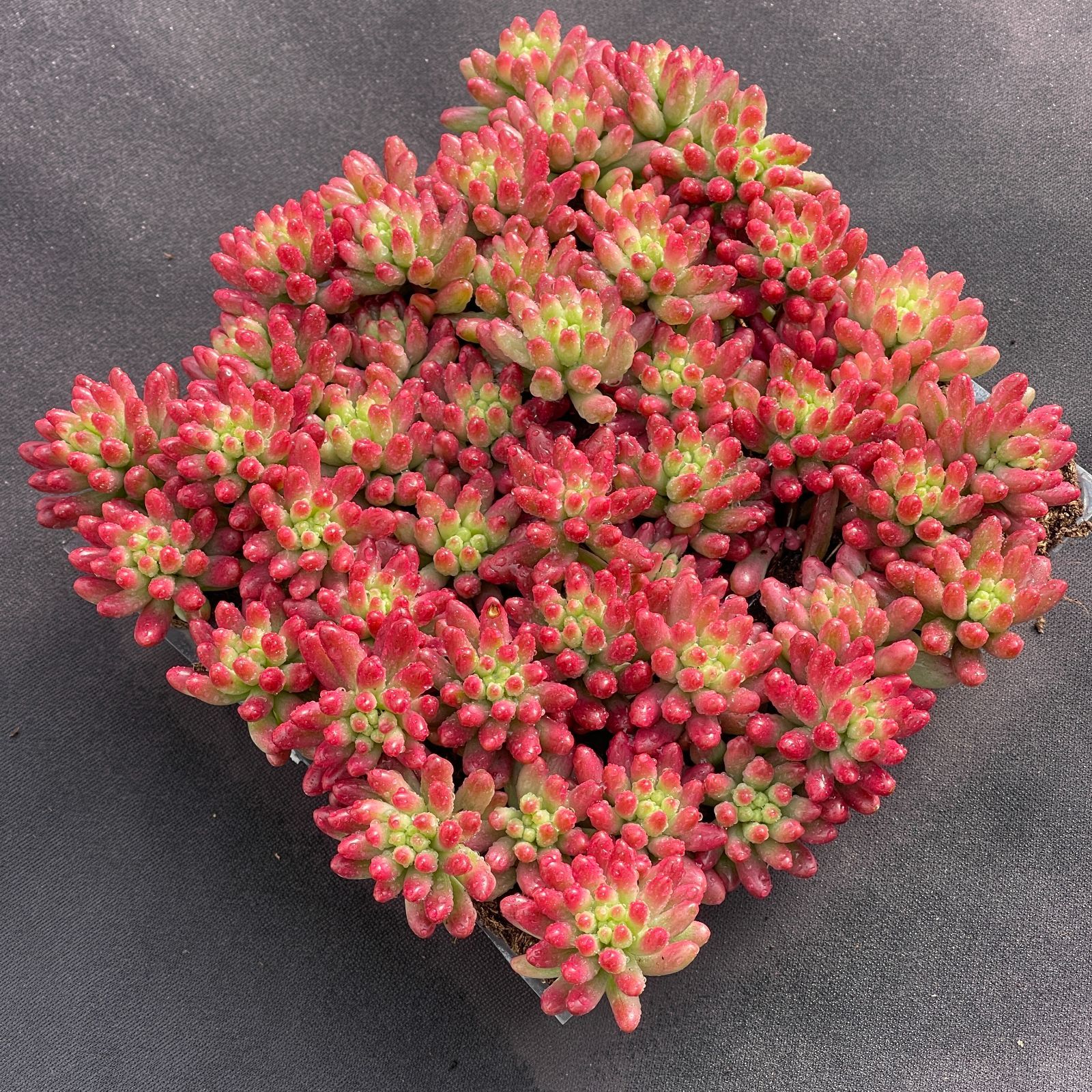 大人気セット 虹の玉錦 MZ5×16株 土付き 詰め合わせ 韓国苗 多肉植物