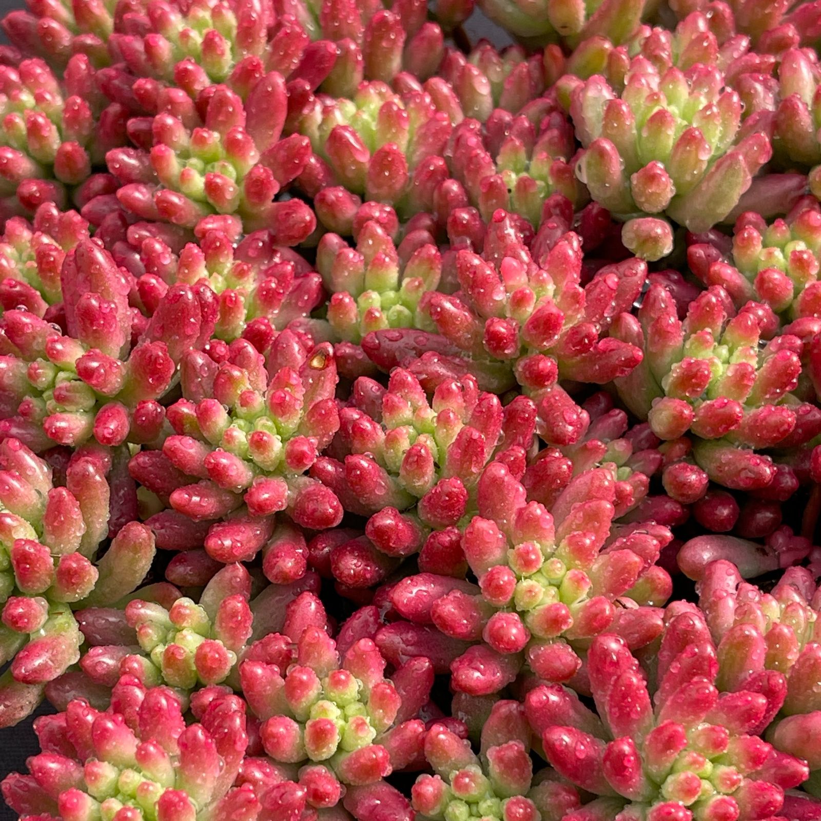 大人気セット 虹の玉錦 MZ5×16株 土付き 詰め合わせ 韓国苗 多肉植物