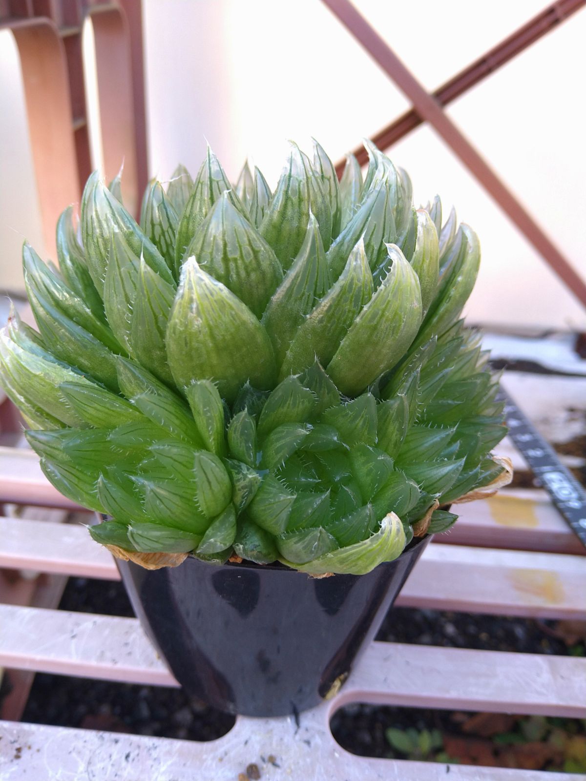 メルカリ便発送☆多肉植物 ハオルチア属 王蟲 メルカリ便発送☆多肉植物 ハオルチア属 王蟲 多肉植物 ハオルチア 紫