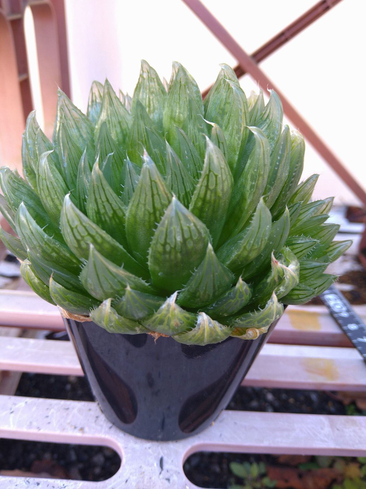 メルカリ便発送☆多肉植物 ハオルチア属 王蟲 ハオルチア 王蟲 葉挿し - メルカリ