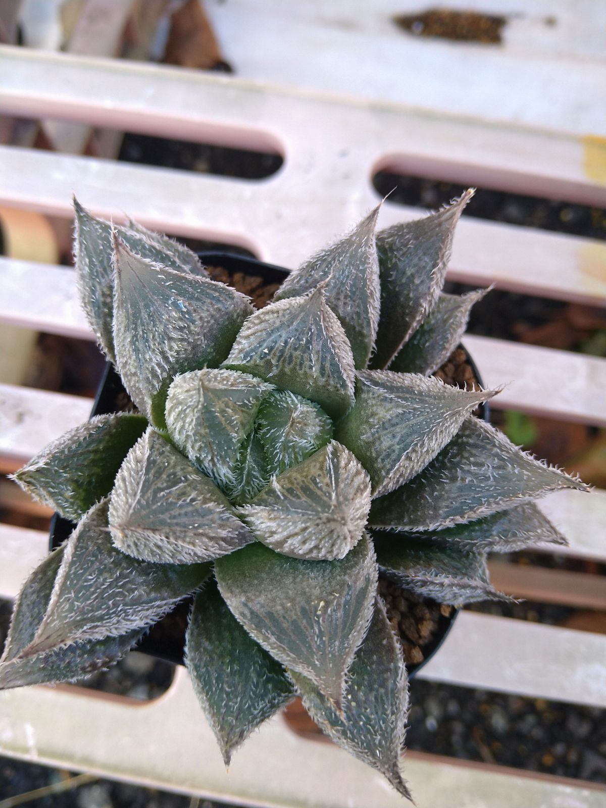 大銀絵巻 ハオルチア 多肉植物 - メルカリ