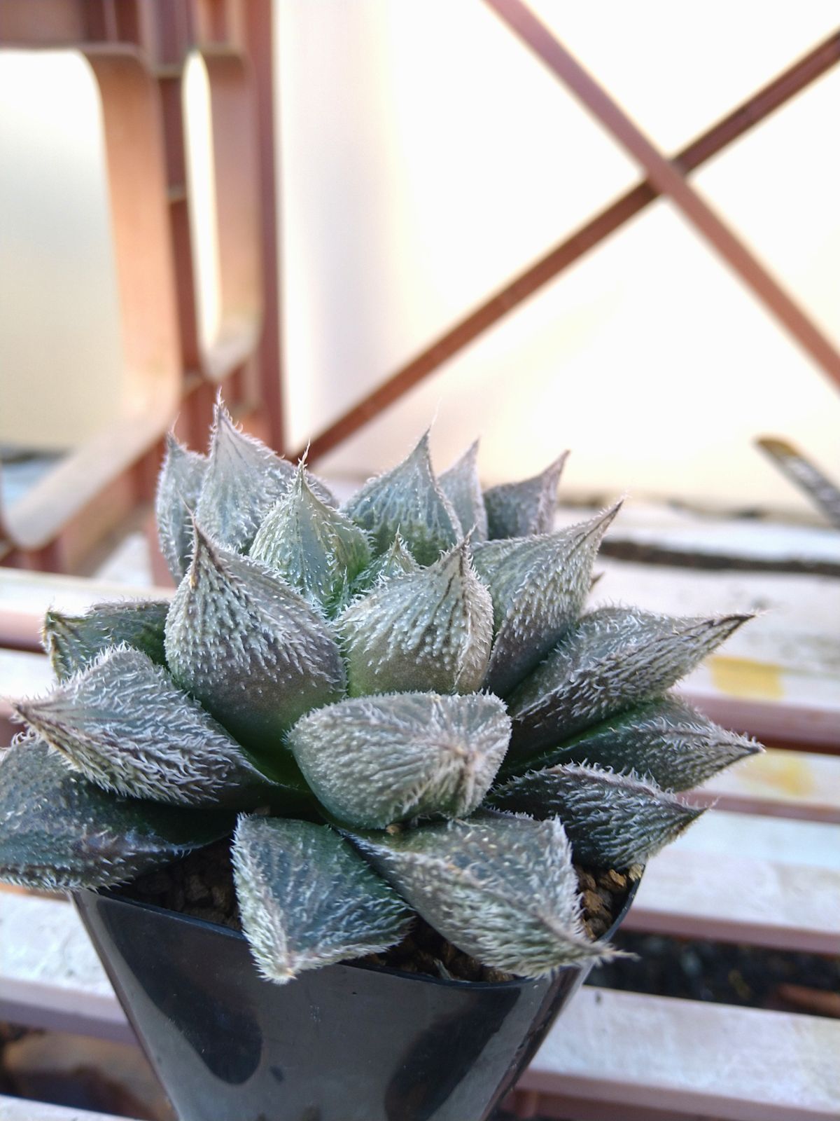 大銀絵巻 ハオルチア 多肉植物 - メルカリ