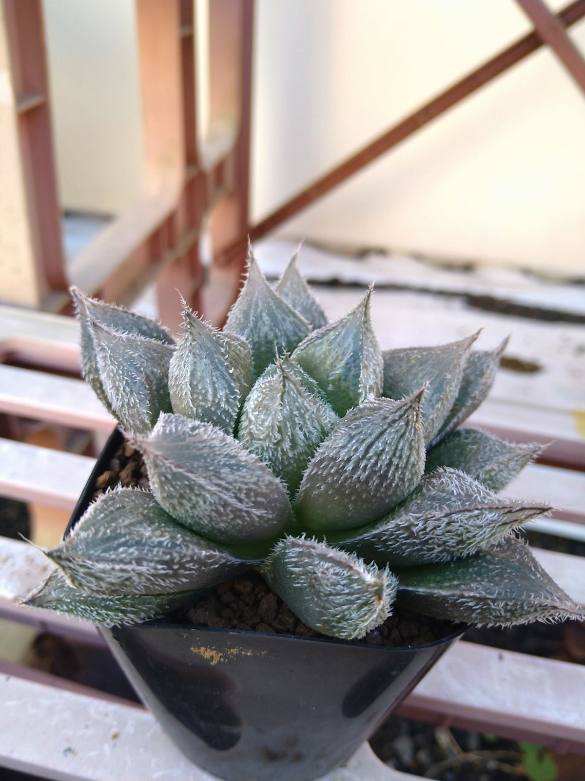 大銀絵巻 ハオルチア 多肉植物 - メルカリ