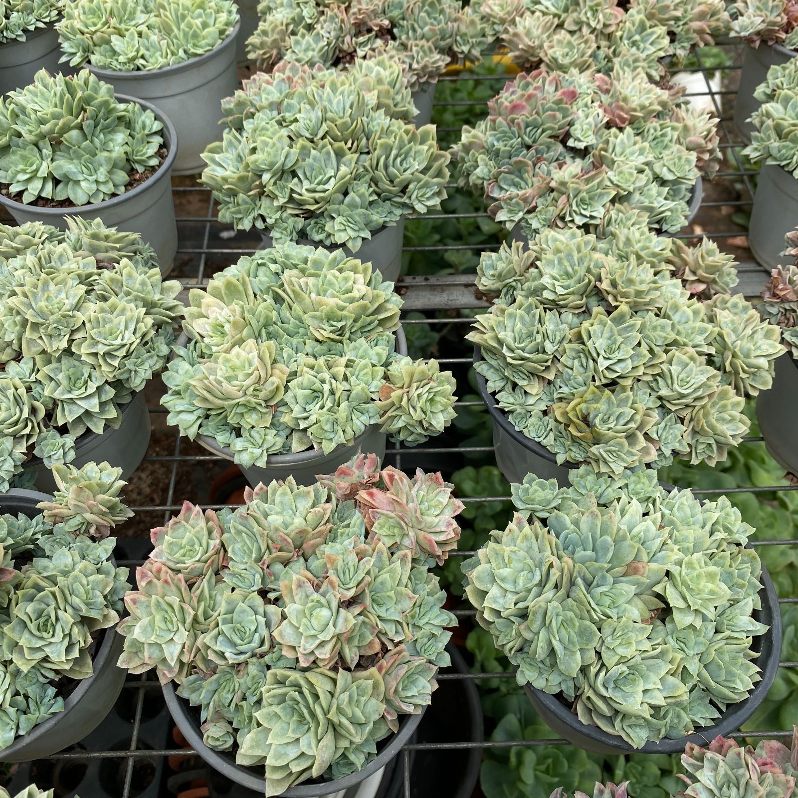 新規オープン記念 アイスローズ×35株 多肉植物 抜き苗 エケベリア