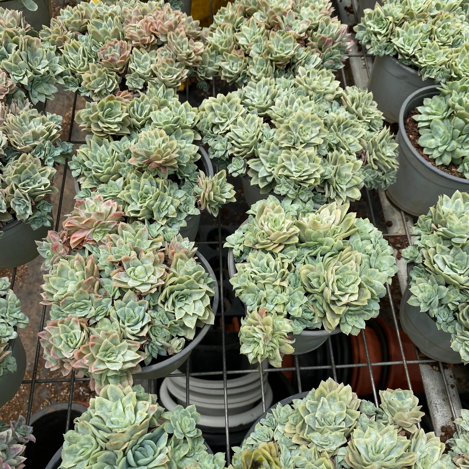 新規オープン記念 アイスローズ×35株 多肉植物 抜き苗 エケベリア