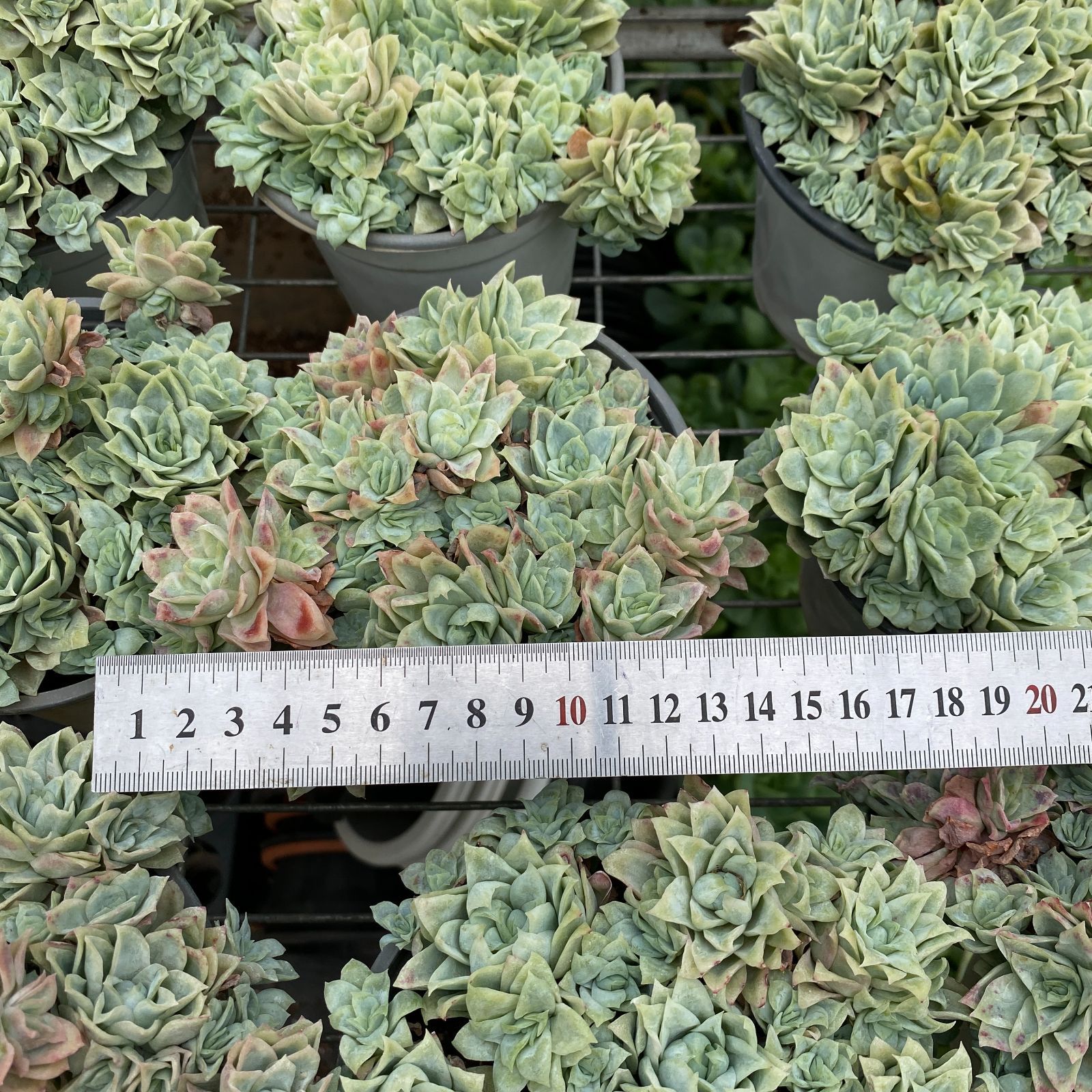 新規オープン記念 アイスローズ×35株 多肉植物 抜き苗 エケベリア